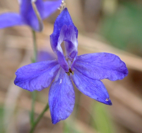 Consolida regalis e Delphinium fissum